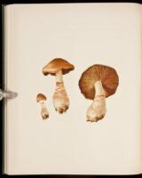 Icones Farlowianae: Illustrations of the Larger Fungi of Eastern North America