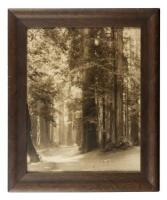 Sepia-ton gelatin silver photograph of a grove or redwoods