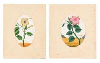 Eight original 19th century illustrations of Hibiscus flowers