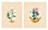 Eight original 19th century illustrations of Hibiscus flowers