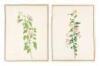 Eight original 19th century illustrations of Hibiscus flowers - 3