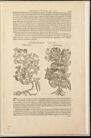 A Leaf from the 1583 Rembert Dodoens Herbal printed by Christopher Plantin