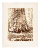 Section of the Grizzly Giant with Galen Clark, Mariposa Grove, Yosemite