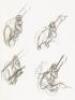 Walt Disney's Peter Pan: The Sketchbook Series - 5
