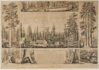The Mammoth Tree Grove, Calaveras County California. Lapham & Haynes, Prop.