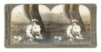 Twenty-two golfing stereoview cards, some featuring Harry Vardon or James Braid