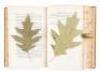 The North American Sylva, or a Description of Forest Trees, of The United States, Canada, and Nova Scotia - 3