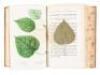 The North American Sylva, or a Description of Forest Trees, of The United States, Canada, and Nova Scotia - 4