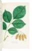 The North American Sylva, or a Description of Forest Trees, of The United States, Canada, and Nova Scotia - 5
