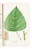 The North American Sylva, or a Description of Forest Trees, of The United States, Canada, and Nova Scotia - 6