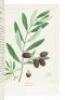 The North American Sylva, or a Description of Forest Trees, of The United States, Canada, and Nova Scotia - 7