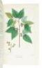 The North American Sylva, or a Description of Forest Trees, of The United States, Canada, and Nova Scotia - 13