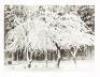 Ansel Adams - 4