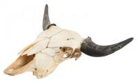 Cattle skull with horns