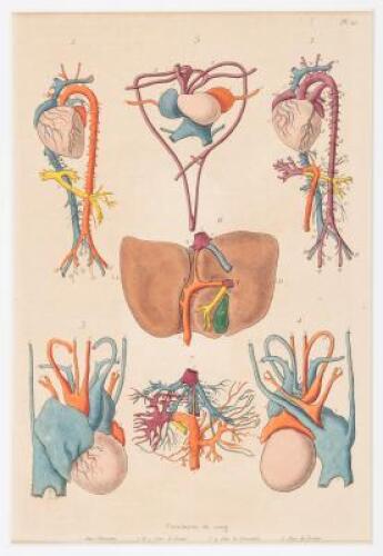 25 Hand-colored Plates from Dictionnaire Pittoresque d'Histoire Naturelle