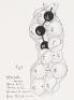 &ldquo;Possible Relation between DNA and Protein Structure&rdquo; - rare author offprint - 5