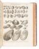 L'Histoire Naturelle &eacute;claircie dans deux de ses Parties Principales. La Lithologie et la Conchyliologie - 7