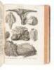 L'Histoire Naturelle &eacute;claircie dans deux de ses Parties Principales. La Lithologie et la Conchyliologie - 8