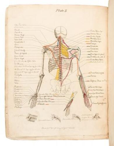 A Description of the Muscles of the Human Body, as they appear on Dissection; with the Synonyma of Cowper, Winslow, Douglas, Albinus, and Innes, and the Nomenclature of Dumas... With prints and maps, showing the insertion of muscles.