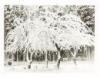 Ansel Adams - 4