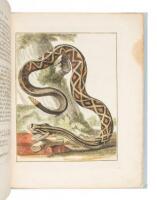 Description d&rsquo;un Serpent &agrave; Sonnette de l&rsquo;Am&eacute;rique, joliment figur&eacute;...