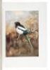 The Birds of California: A Complete, Scientific and Popular Account of the 580 Species and Subspecies of Birds Found in the State - 6