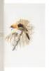 The Birds of California: A Complete, Scientific and Popular Account of the 580 Species and Subspecies of Birds Found in the State - 9
