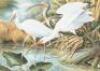 Wild Birds of America: The Art of Basil Ede - 3