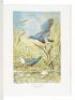 Wild Birds of America: The Art of Basil Ede - 4