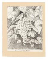 Original Pen and ink drawing of grapes, signed “A.J.H Way, 1849”