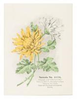 Album of Trade Card Samples