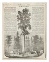 Der Riesenbaum der Welt. Die Mammoth-Baume