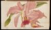 L'Orchidophile: Journal des Amateurs d'Orchidees - 3