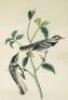 The Birds of America, from Drawings Made in the United States and Their Territories - 5
