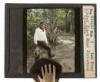 Eight original lantern slides of Christian Mono and Yosemite Indians - 6