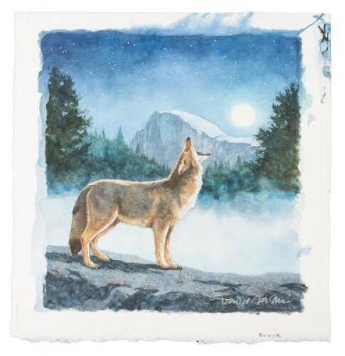 Original watercolor from Yosemite's Songster: One Coyote's Story