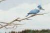 "K is for Kingfisher" - original watercolor from Antelope, Bison, Cougar with original drawing - 2
