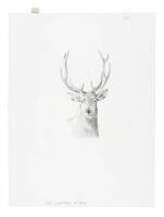 Original drawing for illustration from Antelope, Bison, Cougar with color giclee print
