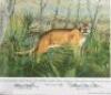 Original drawing for illustration from Antelope, Bison, Cougar with color giclee print - 4