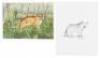 Original drawing for illustration from Antelope, Bison, Cougar with color giclee print - 5