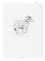 Original drawing for illustration from Antelope, Bison, Cougar with color giclee print