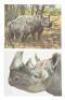 The Rhinoceros. A Monograph - 9