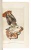 The Birds of America, from Drawings Made in the United States and Their Territories - 3