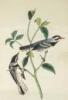 The Birds of America, from Drawings Made in the United States and Their Territories - 5