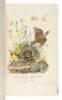 The Birds of America, from Drawings Made in the United States - 3