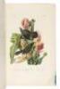 The Birds of America, from Drawings Made in the United States - 4