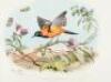 Les Oiseaux les plus remarquables par leurs formes et leurs couleurs - 6