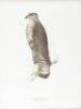 Birds of the Pacific Slope - 7