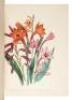 The Ladies' Flower Garden of Ornamental Bulbous Plants - 5