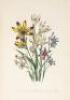 The Ladies' Flower Garden of Ornamental Bulbous Plants - 7